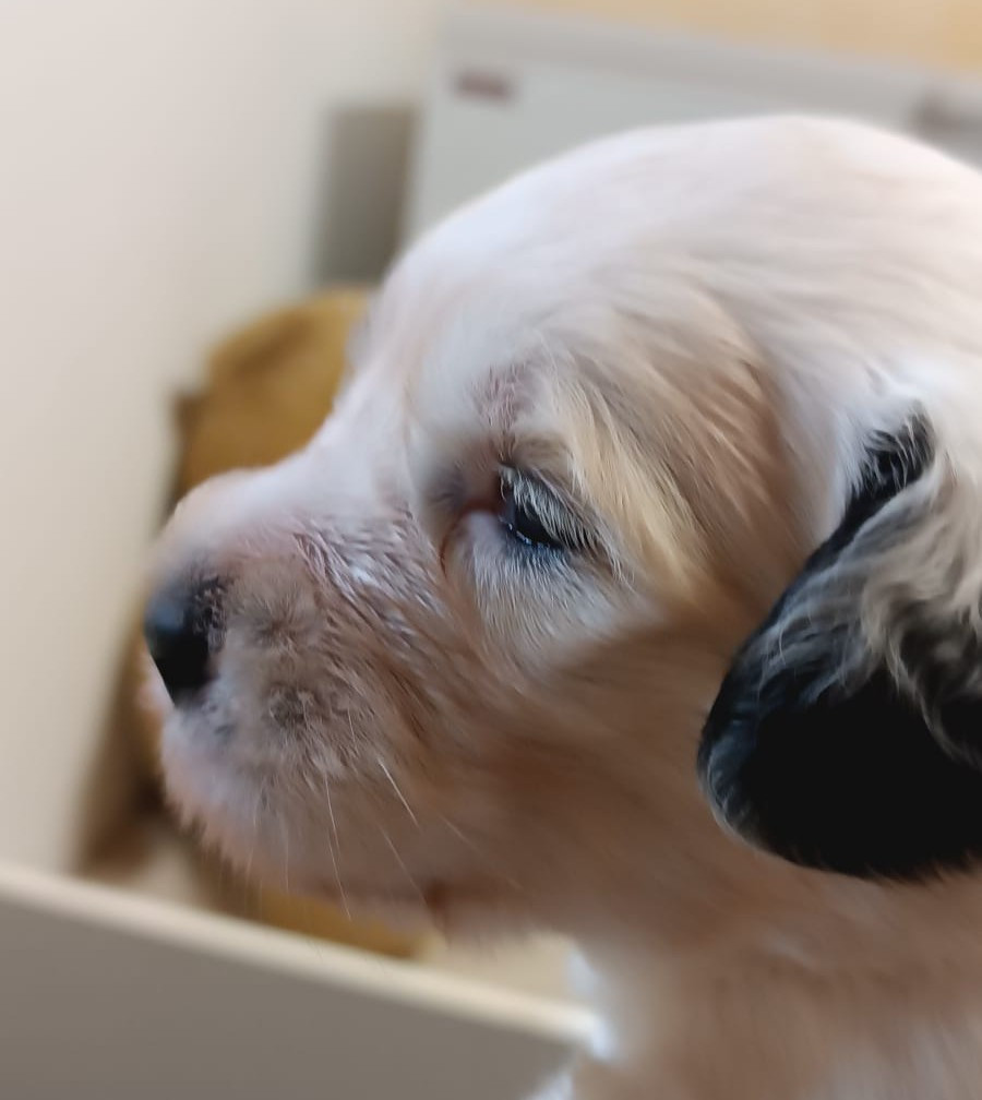 Des Bébés disponible