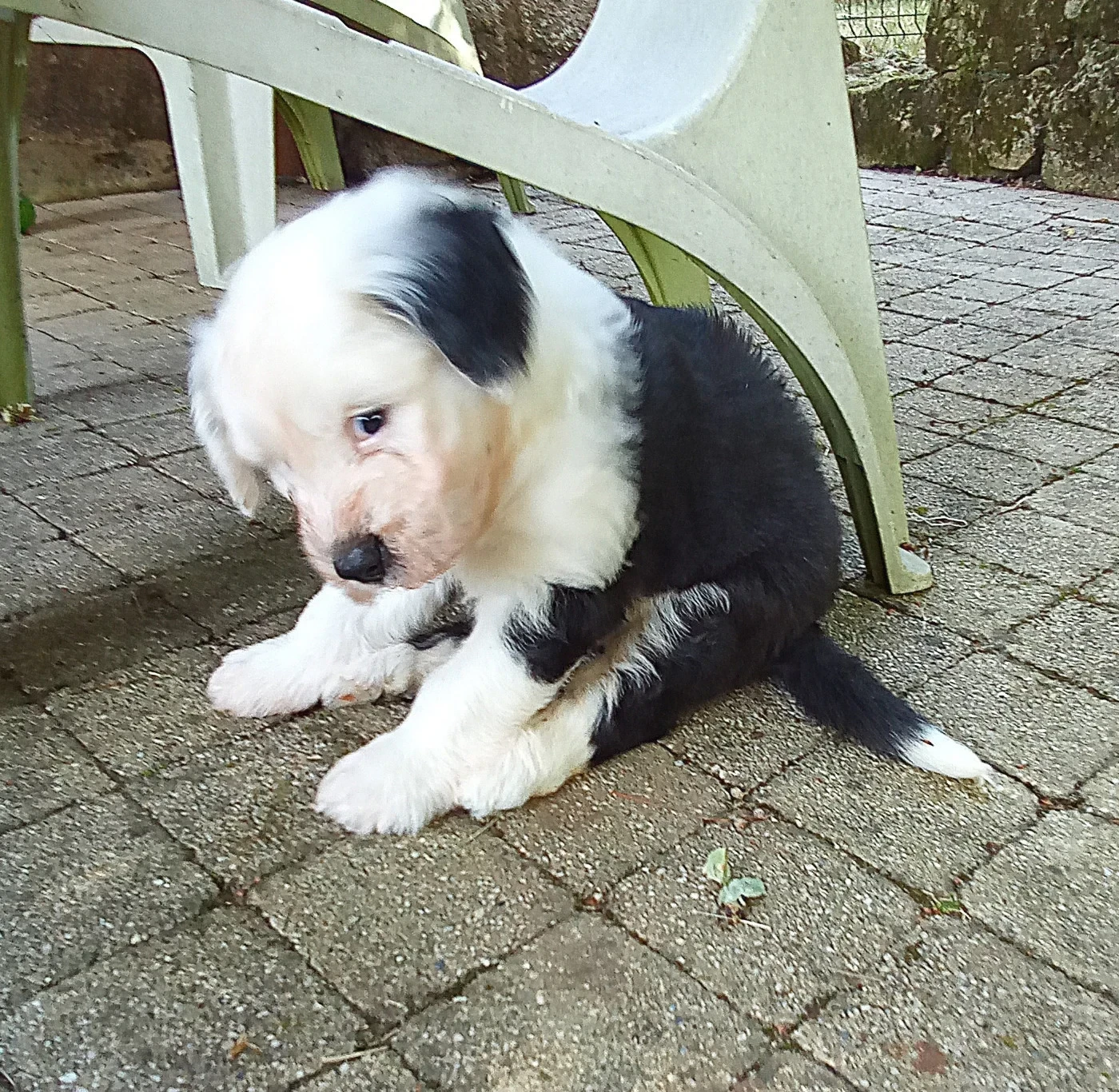 Baline femelle Disponible